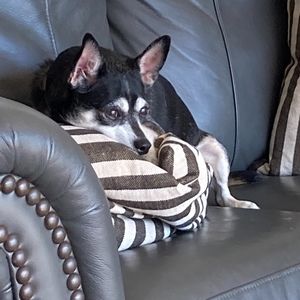 Meet your Posher, Louise